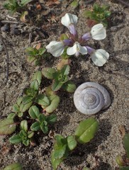 Collinsia corymbosa