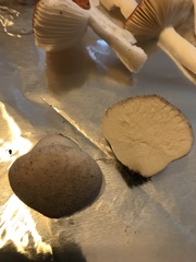 Lycoperdon marginatum