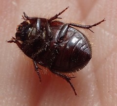 Coelus globosus