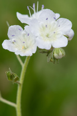 Phacelia dubia