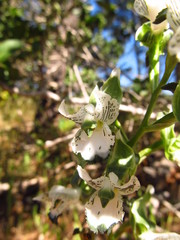 Chloraea galeata