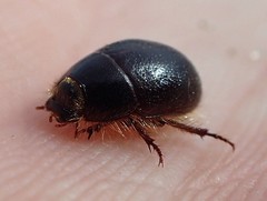 Coelus globosus