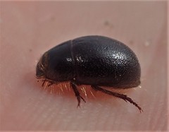 Coelus globosus