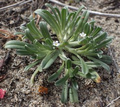 Cryptantha leiocarpa
