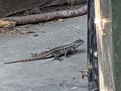 Sceloporus occidentalis