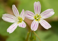Claytonia caroliniana
