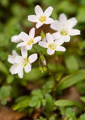 Claytonia caroliniana