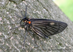 Sangalopsis microleuca