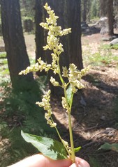 Koenigia phytolaccifolia