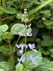 Plectranthus ciliatus