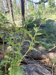 Koenigia phytolaccifolia