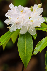 Rhododendron carolinianum