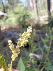 Koenigia phytolaccifolia