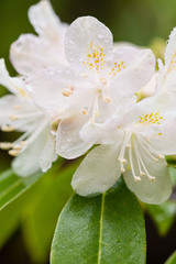 Rhododendron carolinianum