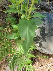 Koenigia phytolaccifolia