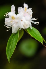 Rhododendron carolinianum