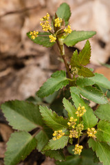 Zizia trifoliata