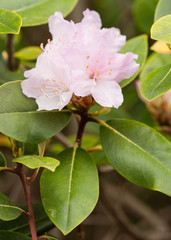 Rhododendron carolinianum