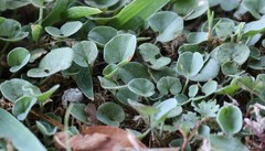 Dichondra micrantha