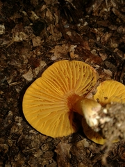 Phylloporus pelletieri