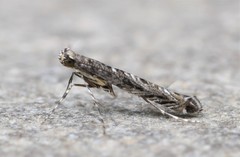 Neurobathra strigifinitella