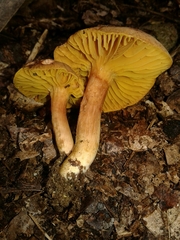 Phylloporus pelletieri