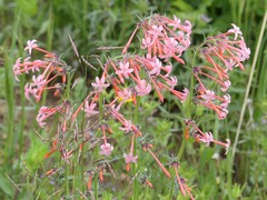 Ipomopsis aggregata collina