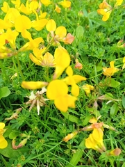 Lotus corniculatus