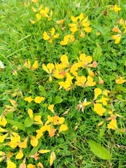 Lotus corniculatus