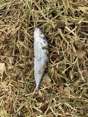Decapterus