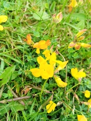 Lotus corniculatus