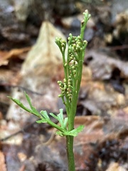 Botrychium angustisegmentum