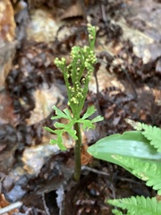 Botrychium angustisegmentum