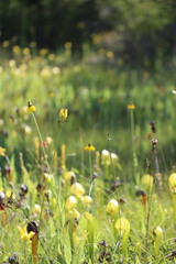 Rudbeckia glaucescens