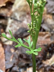 Botrychium angustisegmentum