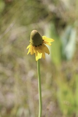 Rudbeckia glaucescens