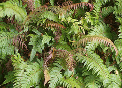 Cranfillia vulcanica