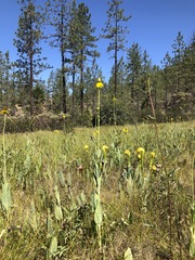 Rudbeckia glaucescens