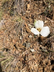 Calochortus howellii