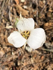 Calochortus howellii