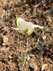 Calochortus howellii