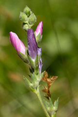 Sidalcea reptans