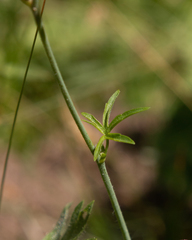 Sidalcea reptans