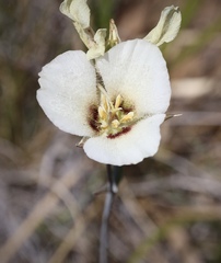 Calochortus howellii