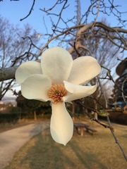 Magnolia denudata