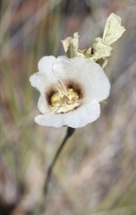 Calochortus howellii