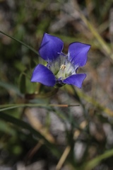 Gentiana setigera