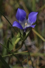 Gentiana setigera