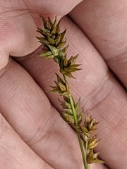 Carex divulsa