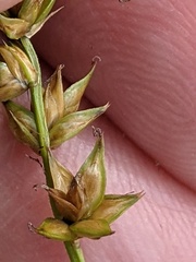 Carex divulsa